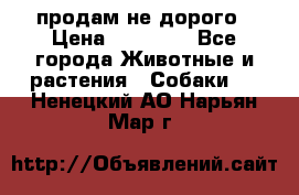 продам не дорого › Цена ­ 10 000 - Все города Животные и растения » Собаки   . Ненецкий АО,Нарьян-Мар г.